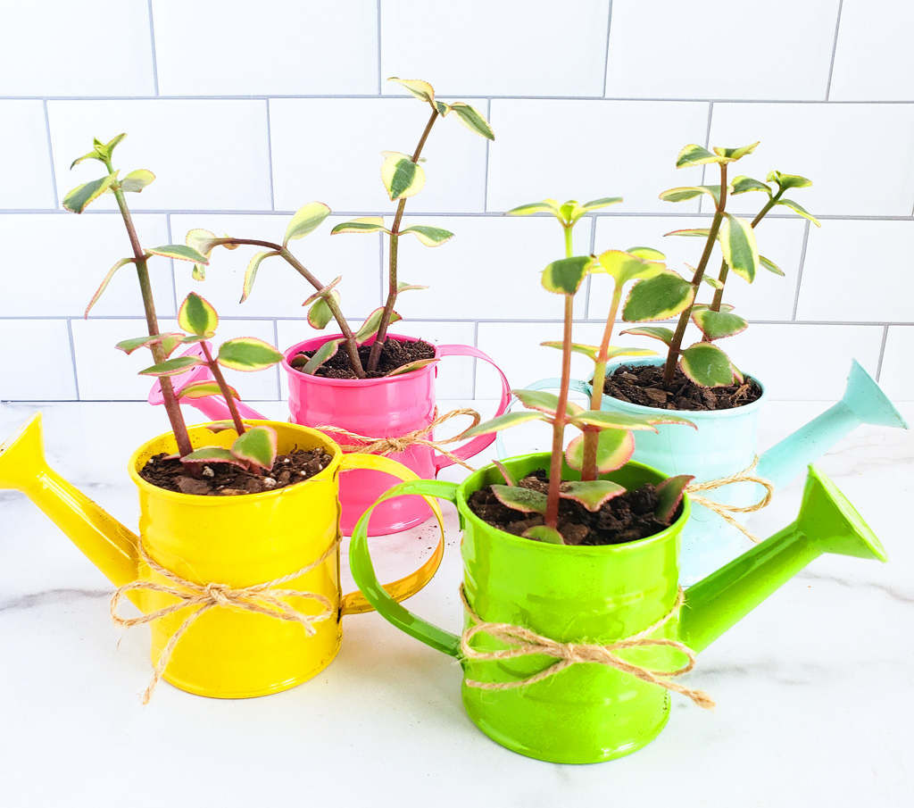 How to Make a DIY Succulent Gift for Mother’s Day. Succulent garden in mini colorful watering cans. Perfect for Mother’s Day, Grandparents Day, or Teacher’s Appreciation Day. Littleeatsandthings.com