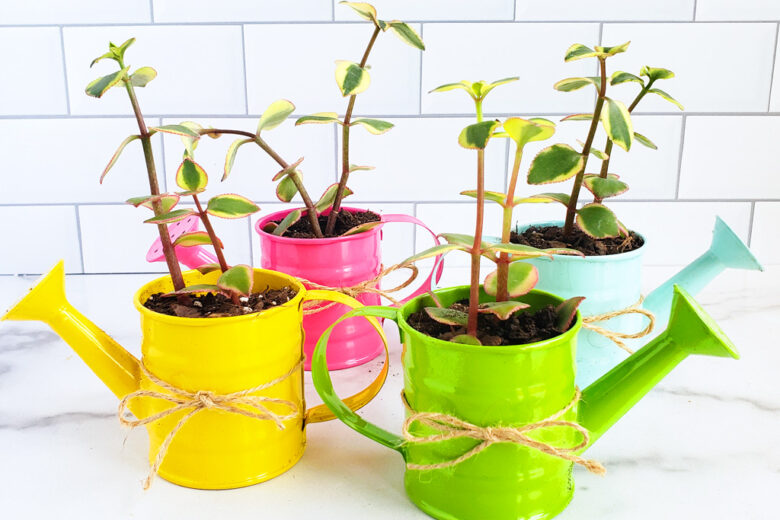 How to Make a DIY Succulent Gift for Mother’s Day. Succulent garden in mini colorful watering cans. Perfect for Mother’s Day, Grandparents Day, or Teacher’s Appreciation Day. Littleeatsandthings.com