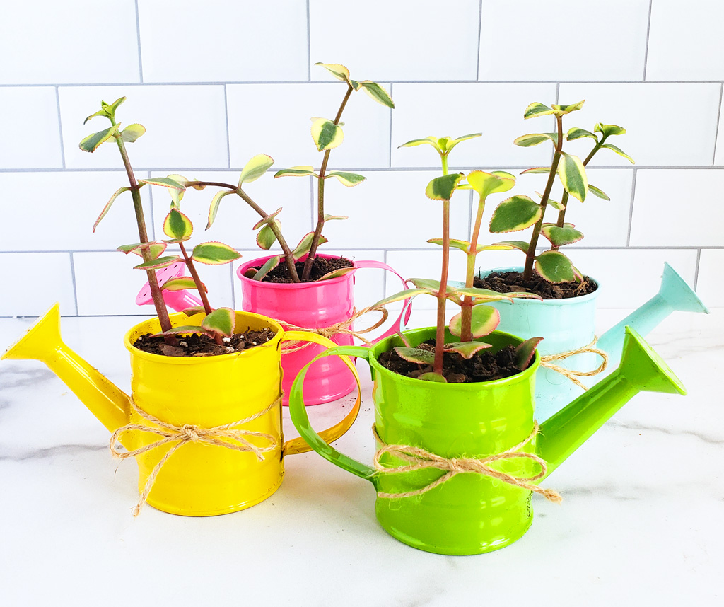 How to Make a DIY Succulent Gift for Mother’s Day. Succulent garden in mini colorful watering cans. Perfect for Mother’s Day, Grandparents Day, or Teacher’s Appreciation Day. Littleeatsandthings.com