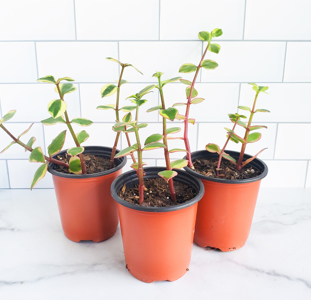 How to Make a DIY Succulent Gift for Mother’s Day. Succulent garden in mini colorful watering cans. Perfect for Mother’s Day, Grandparents Day, or Teacher’s Appreciation Day. Littleeatsandthings.com