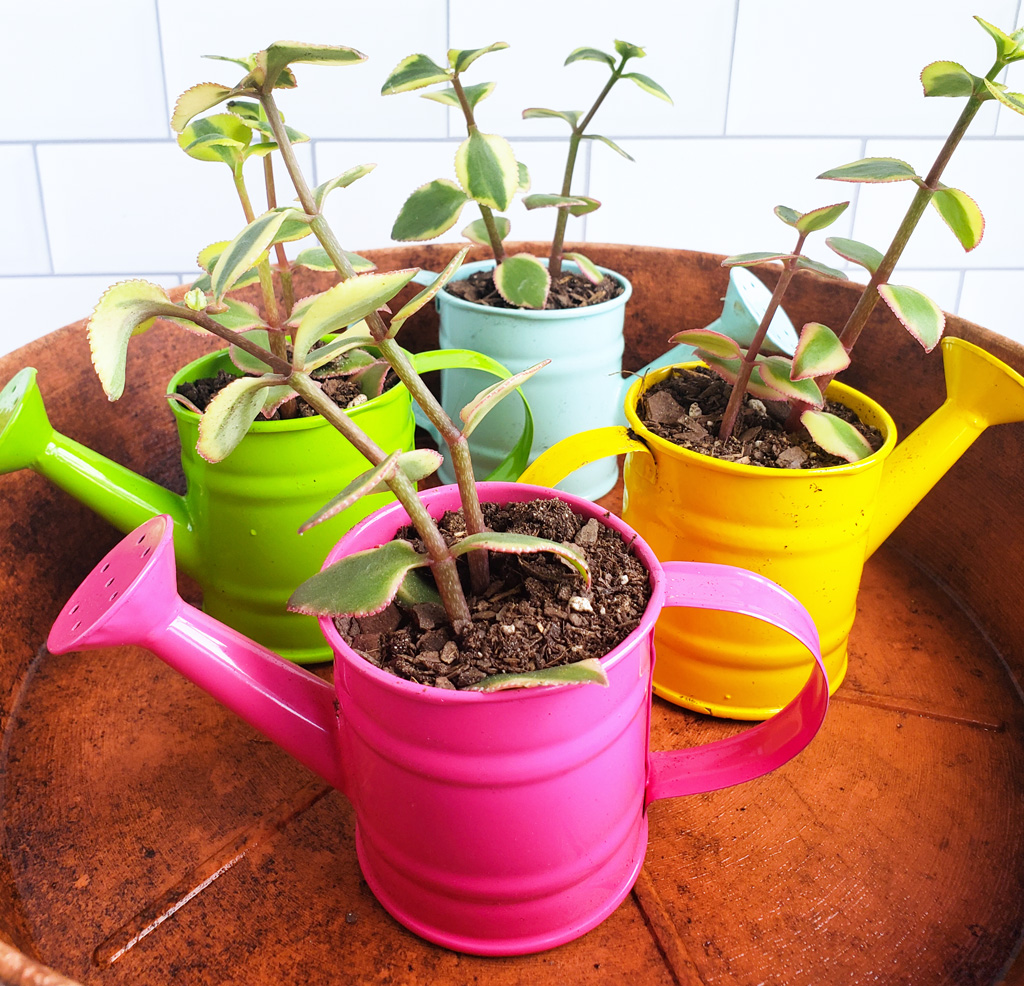 How to Make a DIY Succulent Gift for Mother’s Day. Succulent garden in mini colorful watering cans. Perfect for Mother’s Day, Grandparents Day, or Teacher’s Appreciation Day. Littleeatsandthings.com